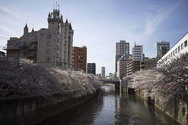 Read more about the article Sakura, Sakura: The Cherry Blossoms of Tokyo