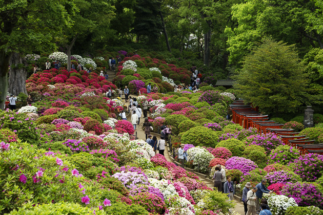 Read more about the article Bunkyo Azalea Festival at the Nezu Shrine