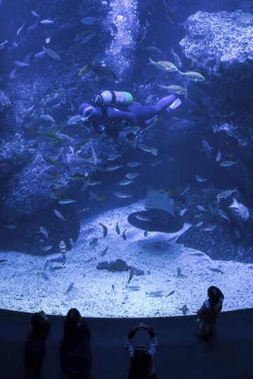 The Sumida Aquarium - Tokyo For 91 Days