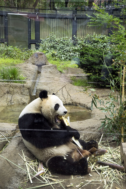 Read more about the article The Giant Pandas of Ueno Zoo